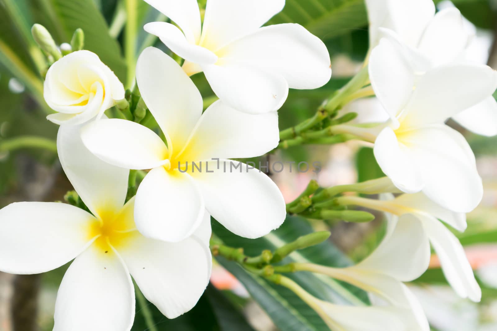 Plumeria bouquet, white plumeria flowers on tree