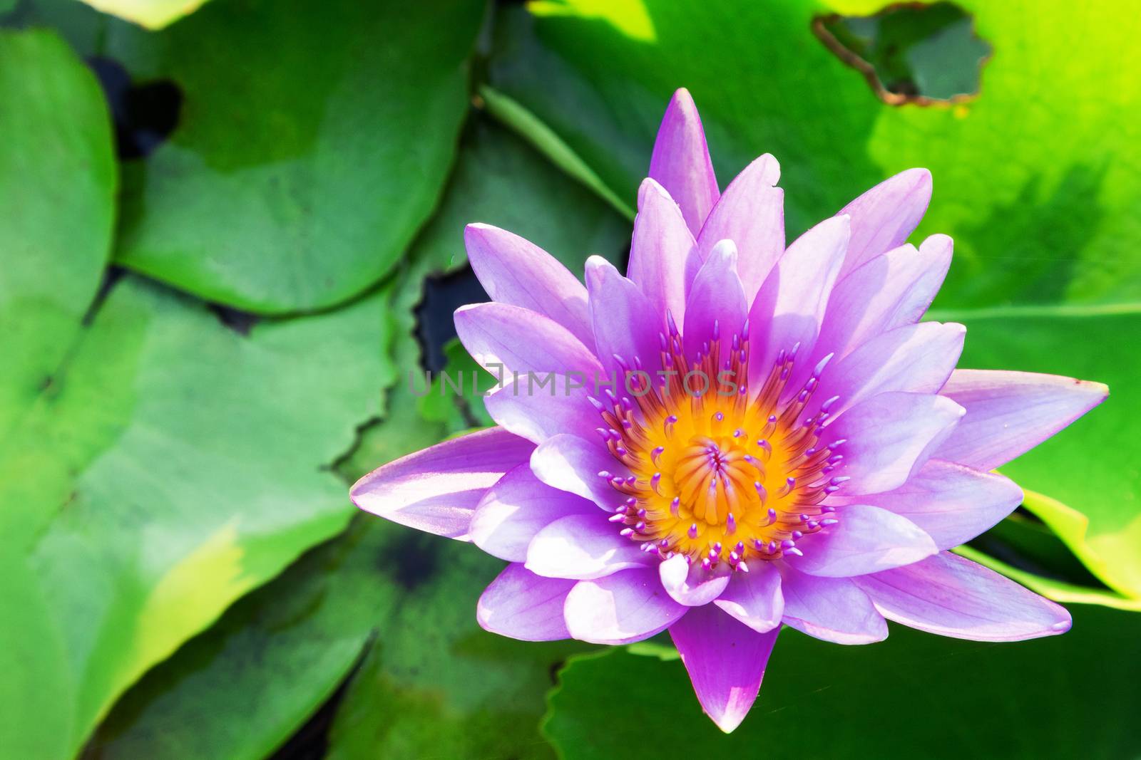 Purple Lotus flower on the pond, flower nature background