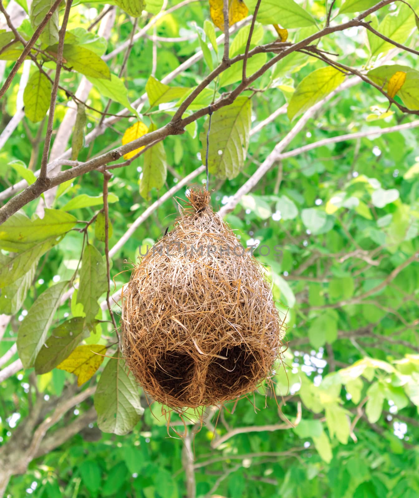 Nest on tree branch, forest nature background