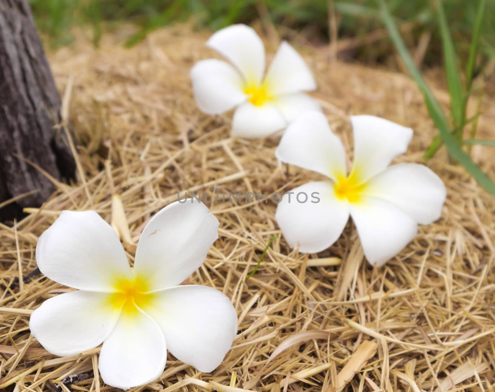 Plumeria on dry grass, selective focus