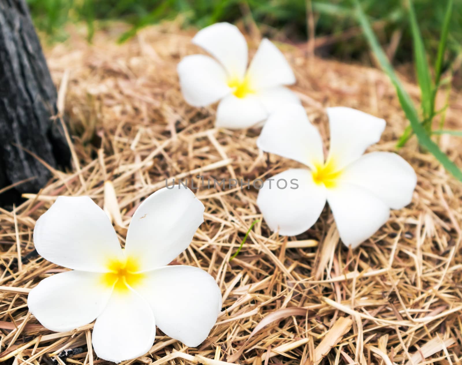 Plumeria on dry grass, selective focus, nature flower concept