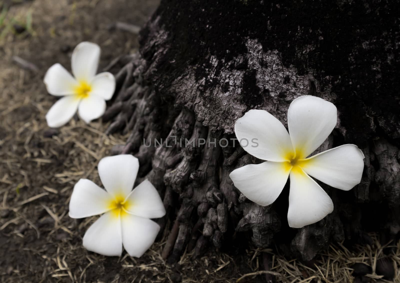 White plumeria flower sad feeling, selective focus