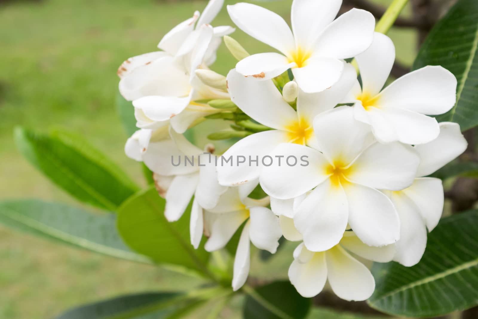 Plumeria bouquet, white plumeria flowers on tree