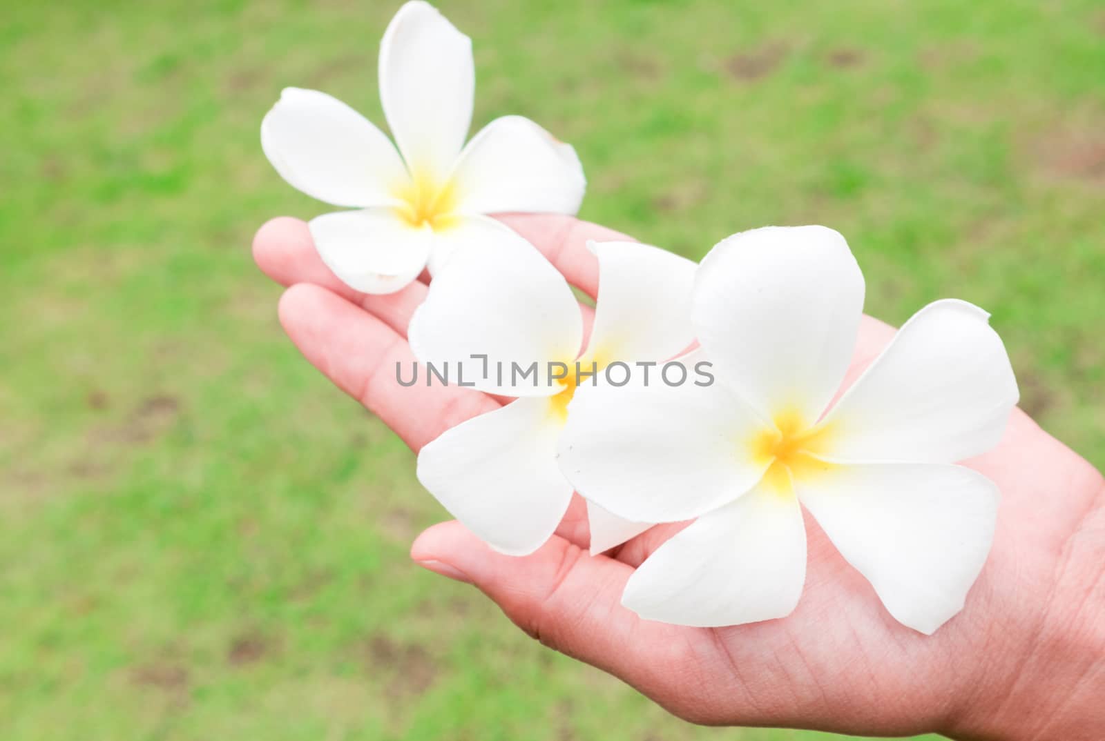 Plumeria on women's hand with blur green grass background, soft and blur focus