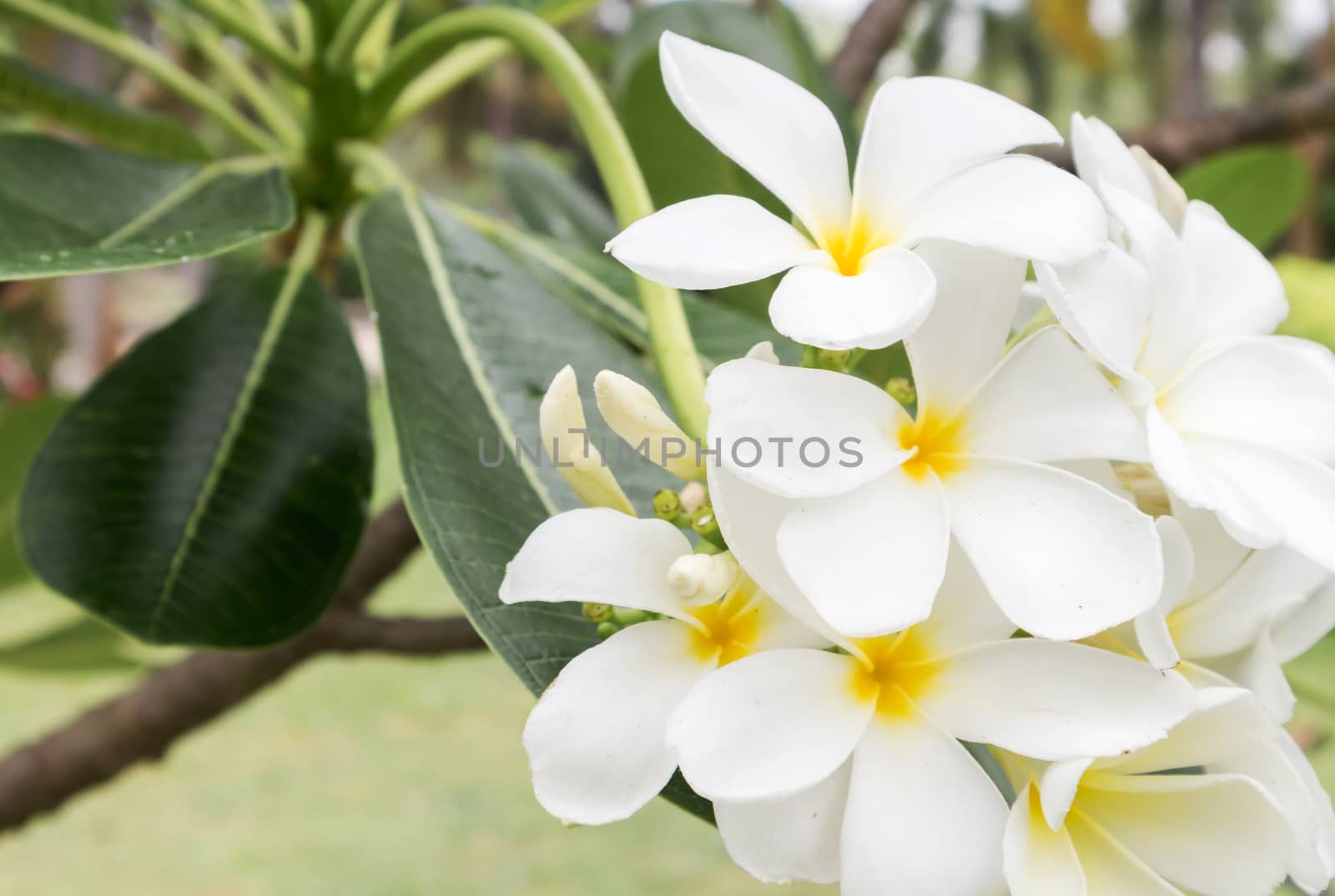 Plumeria bouquet, white plumeria flowers on tree