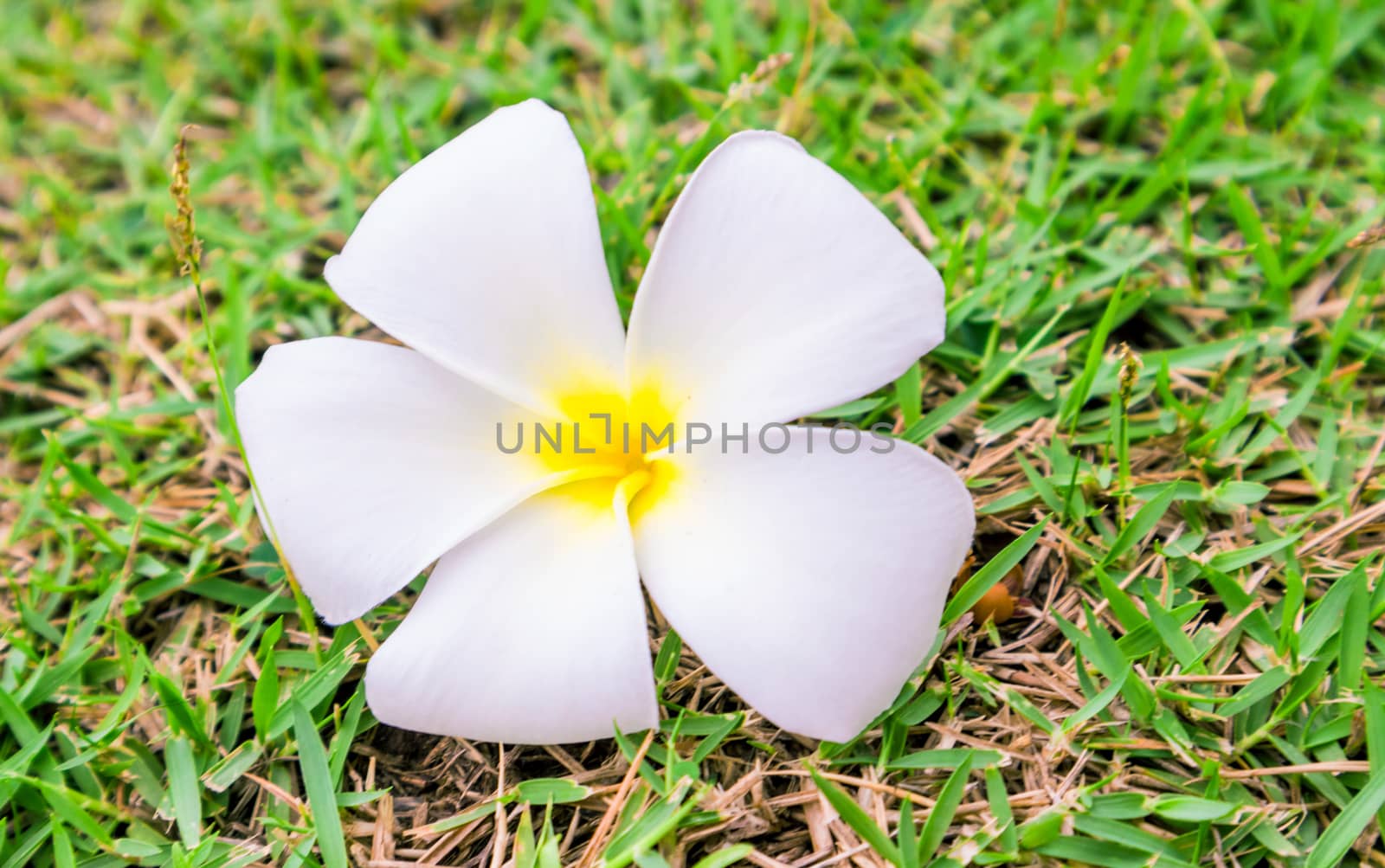 Plumeria on green grass, selective focus