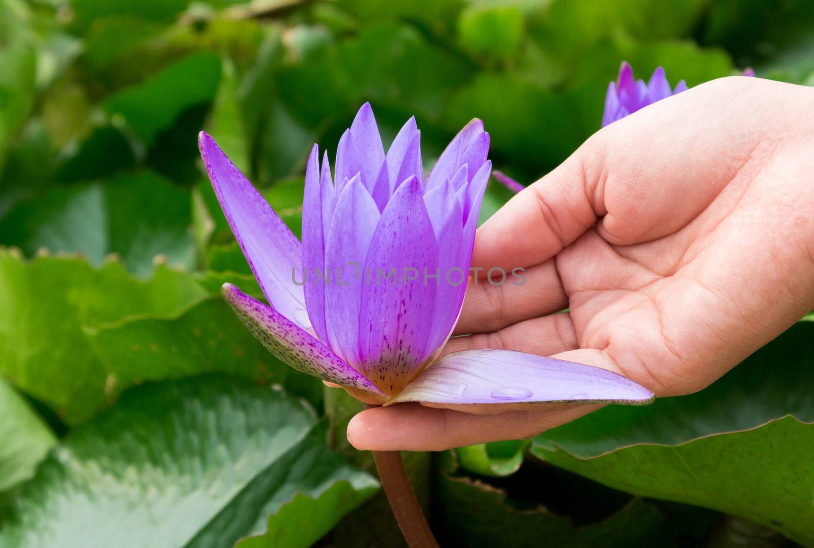 Hand hold purple color lotus flowers on the pond