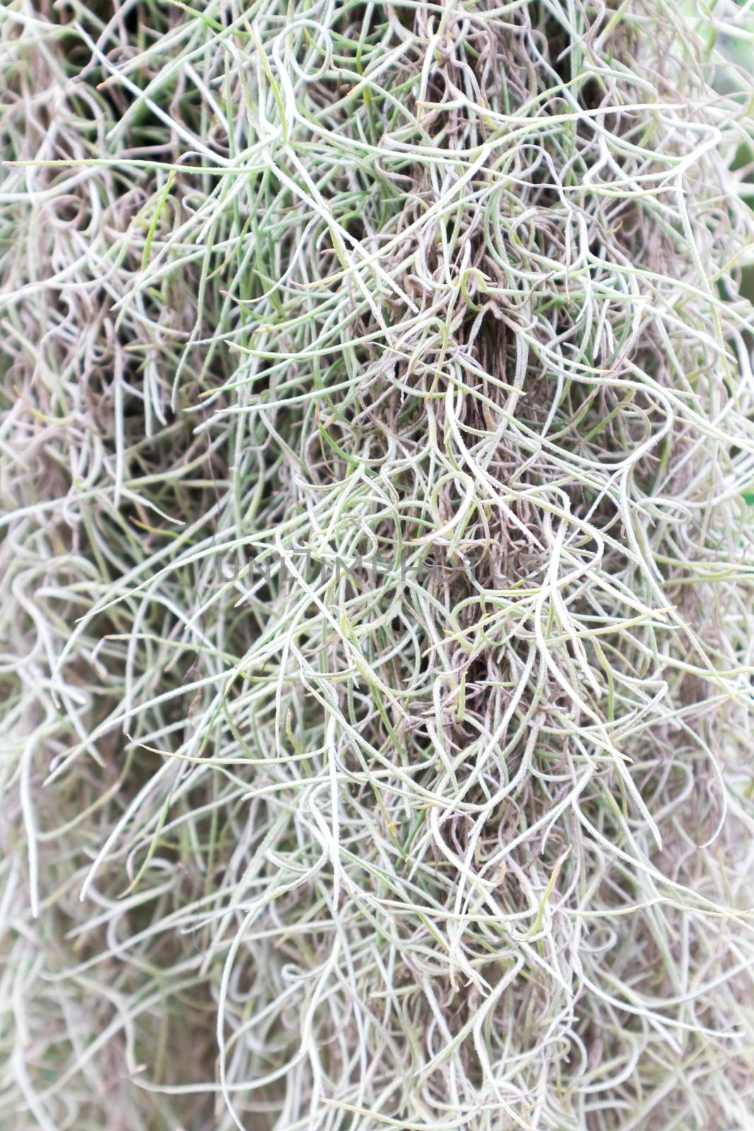 Spanish moss tree background texture by pt.pongsak@gmail.com