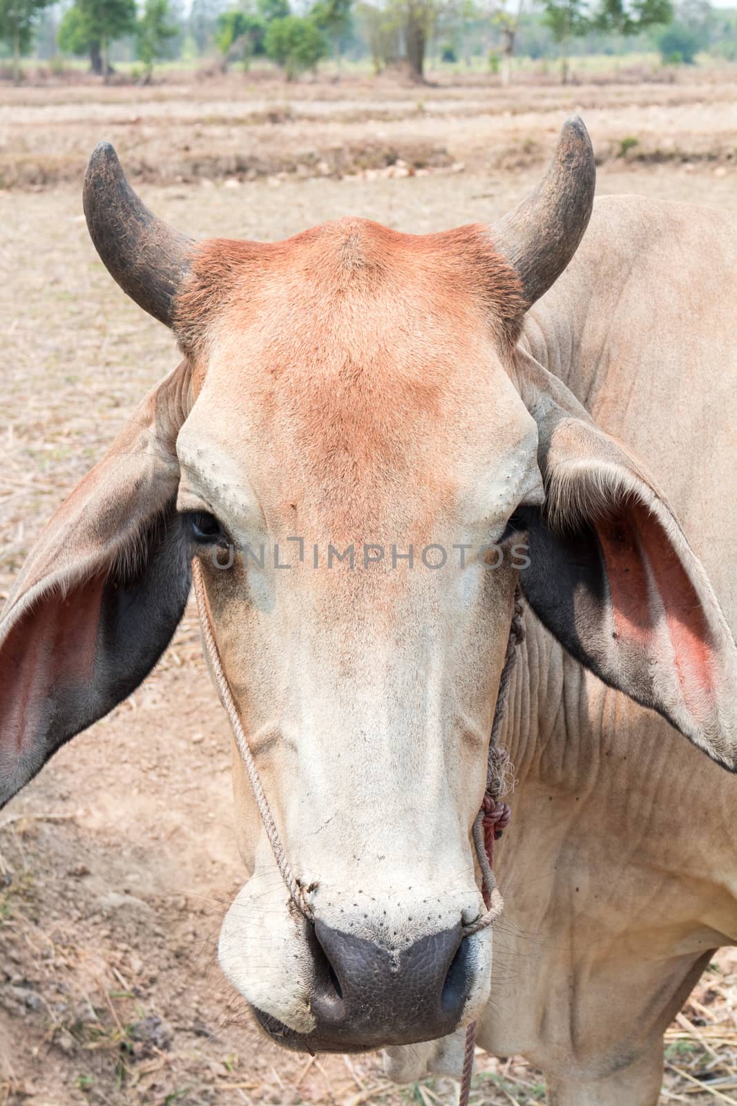 Closeup face cow