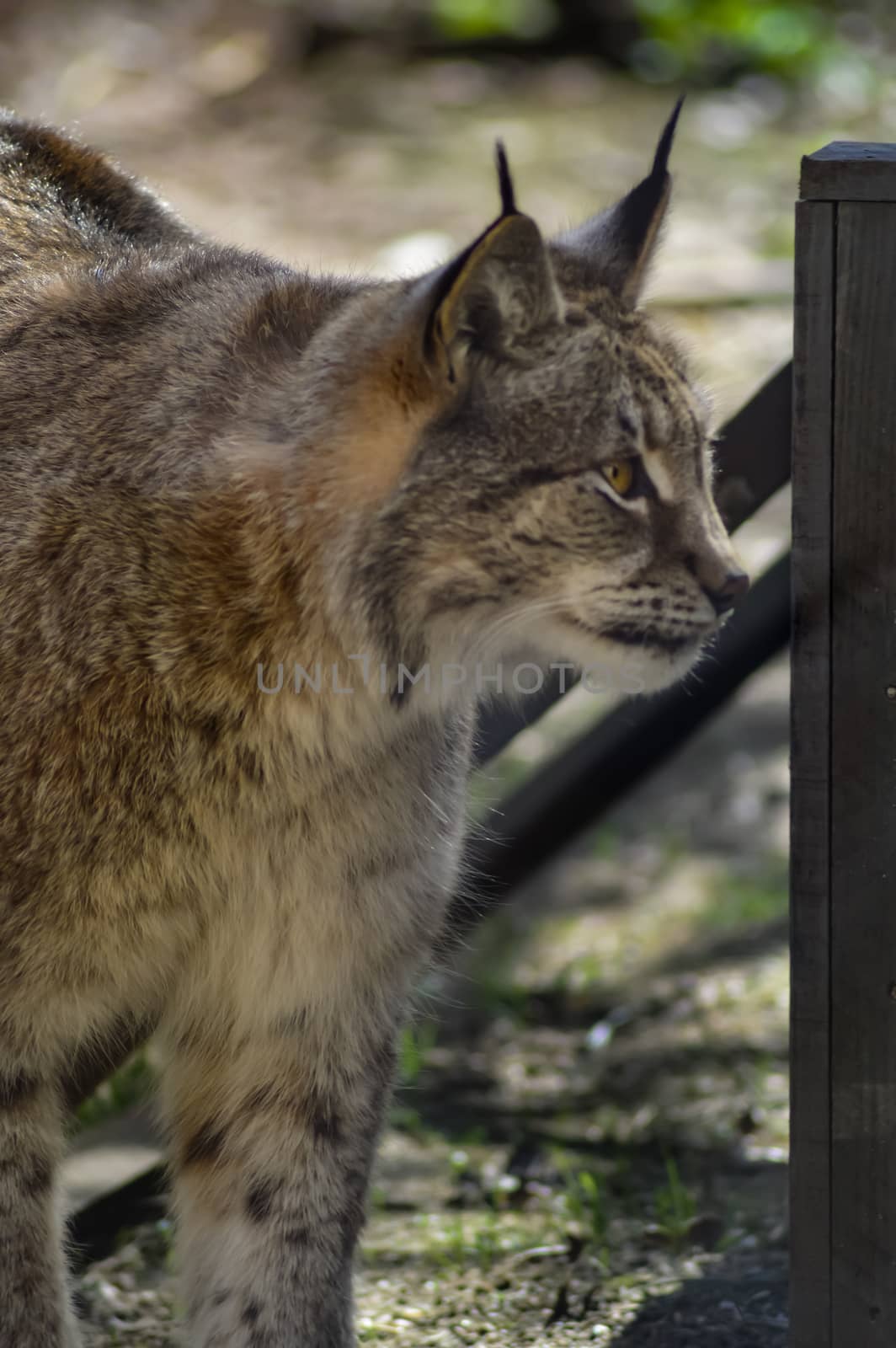 Lynx in its enclosure in a park in the north of France