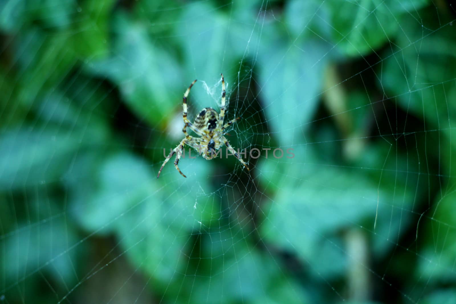 A cross spider sitting in the middle of its spiderweb in fall.