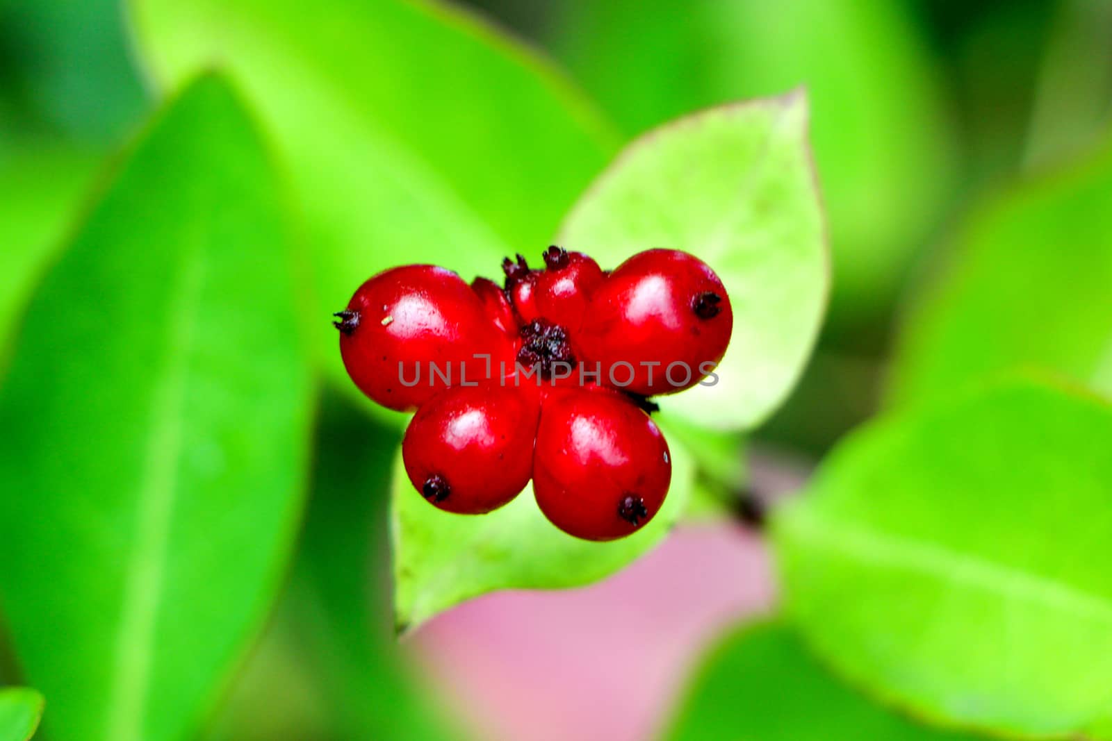 Red berries on a plant with green leaves in summer.