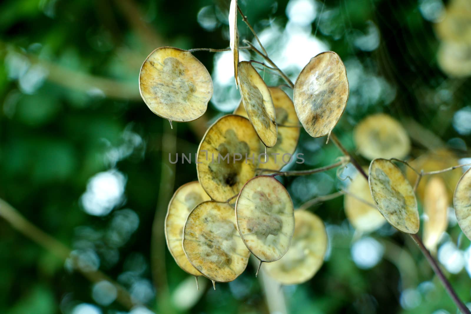 Small round brown leaves on a dark plant in summer.