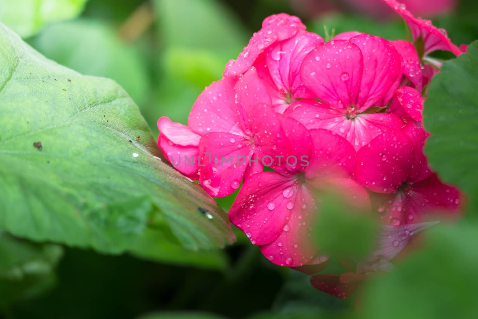 The background image of the colorful flowers by teerawit