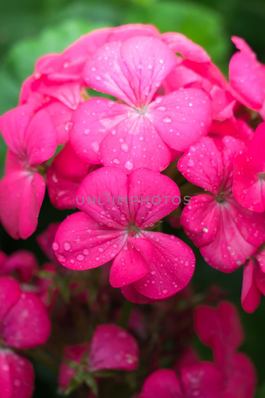 The background image of the colorful flowers by teerawit