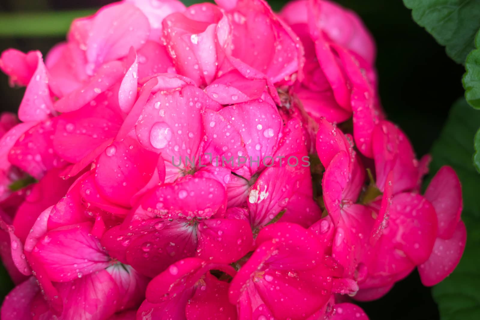 The background image of the colorful flowers by teerawit