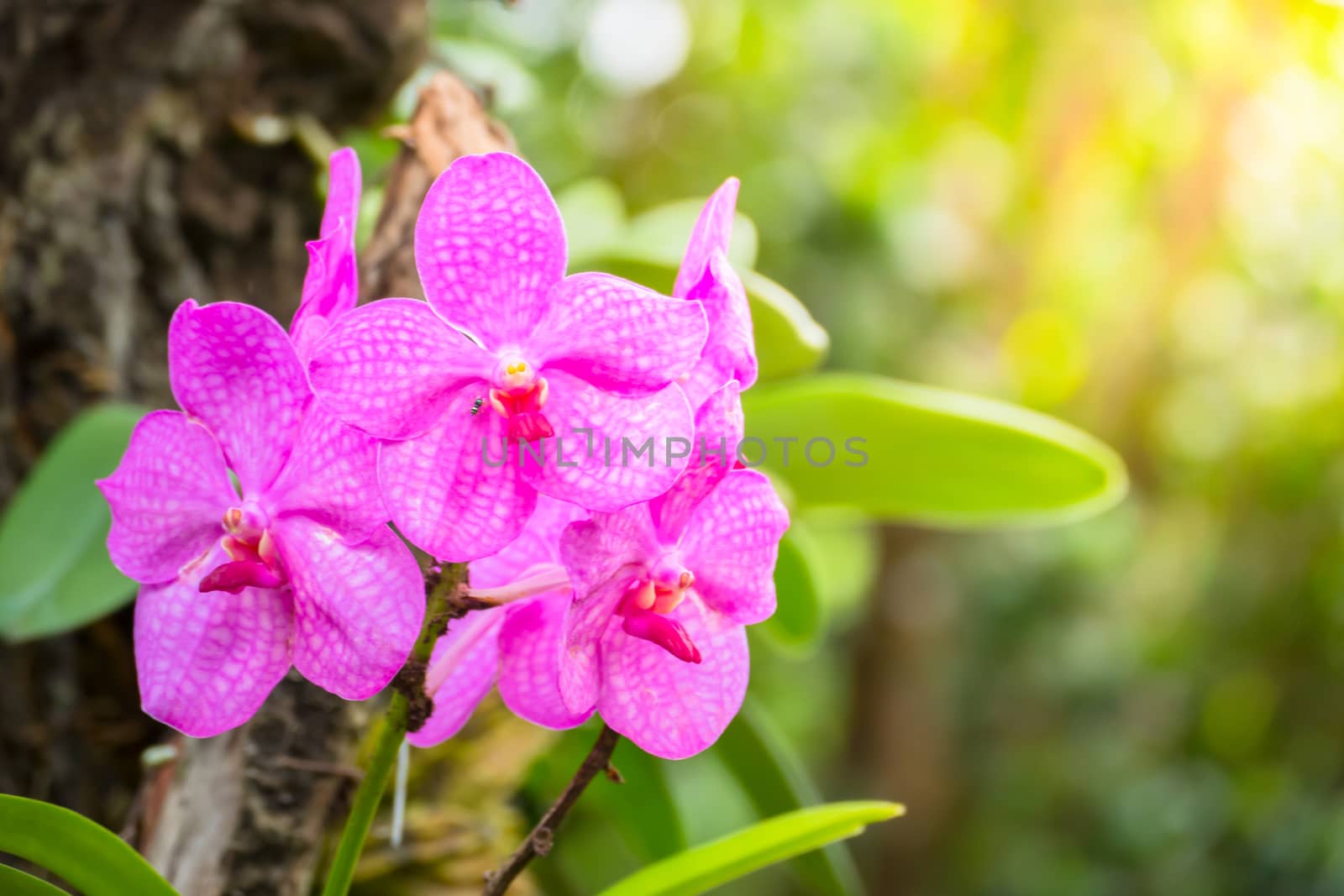 The background image of the colorful flowers by teerawit