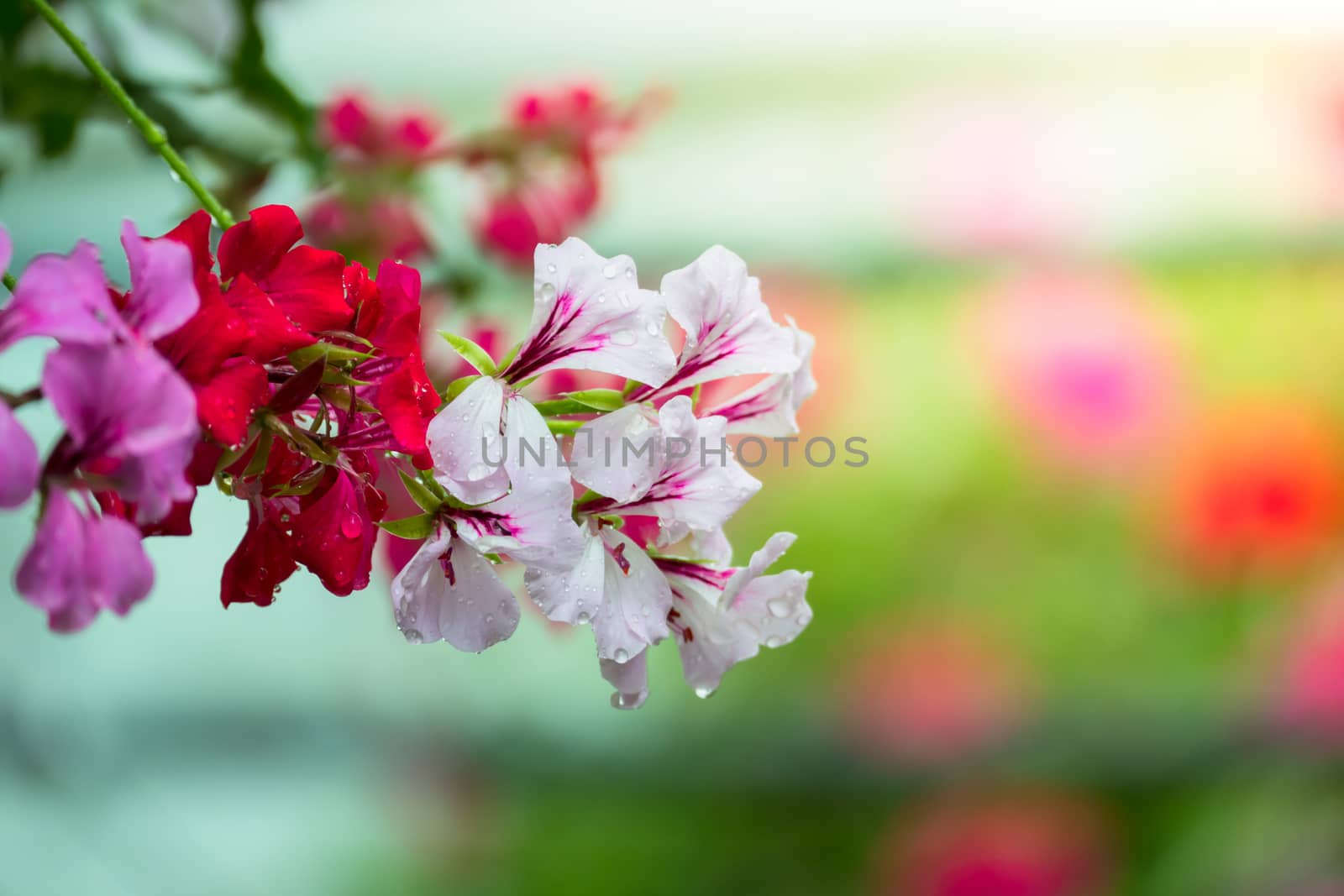 The background image of the colorful flowers by teerawit