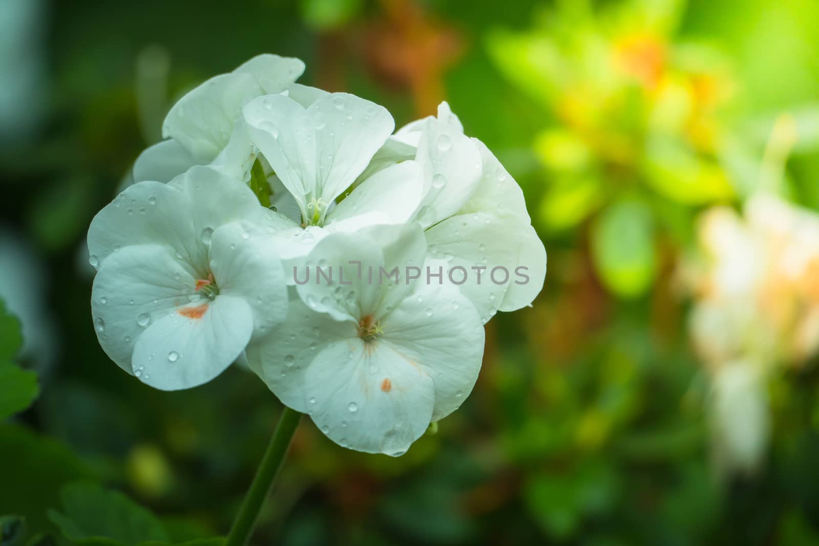 The background image of the colorful flowers by teerawit