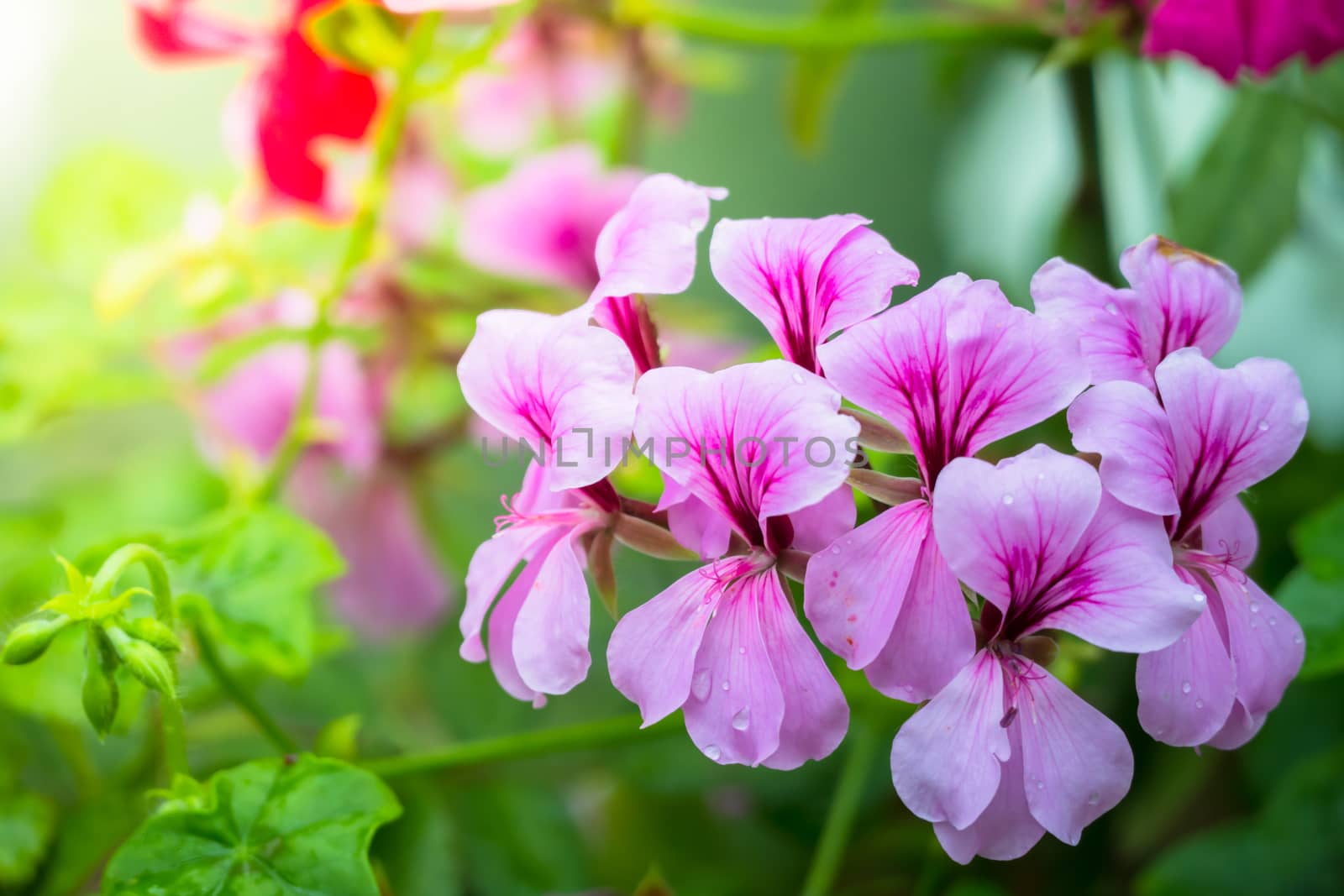 The background image of the colorful flowers by teerawit