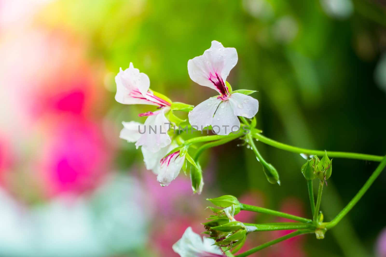 The background image of the colorful flowers by teerawit