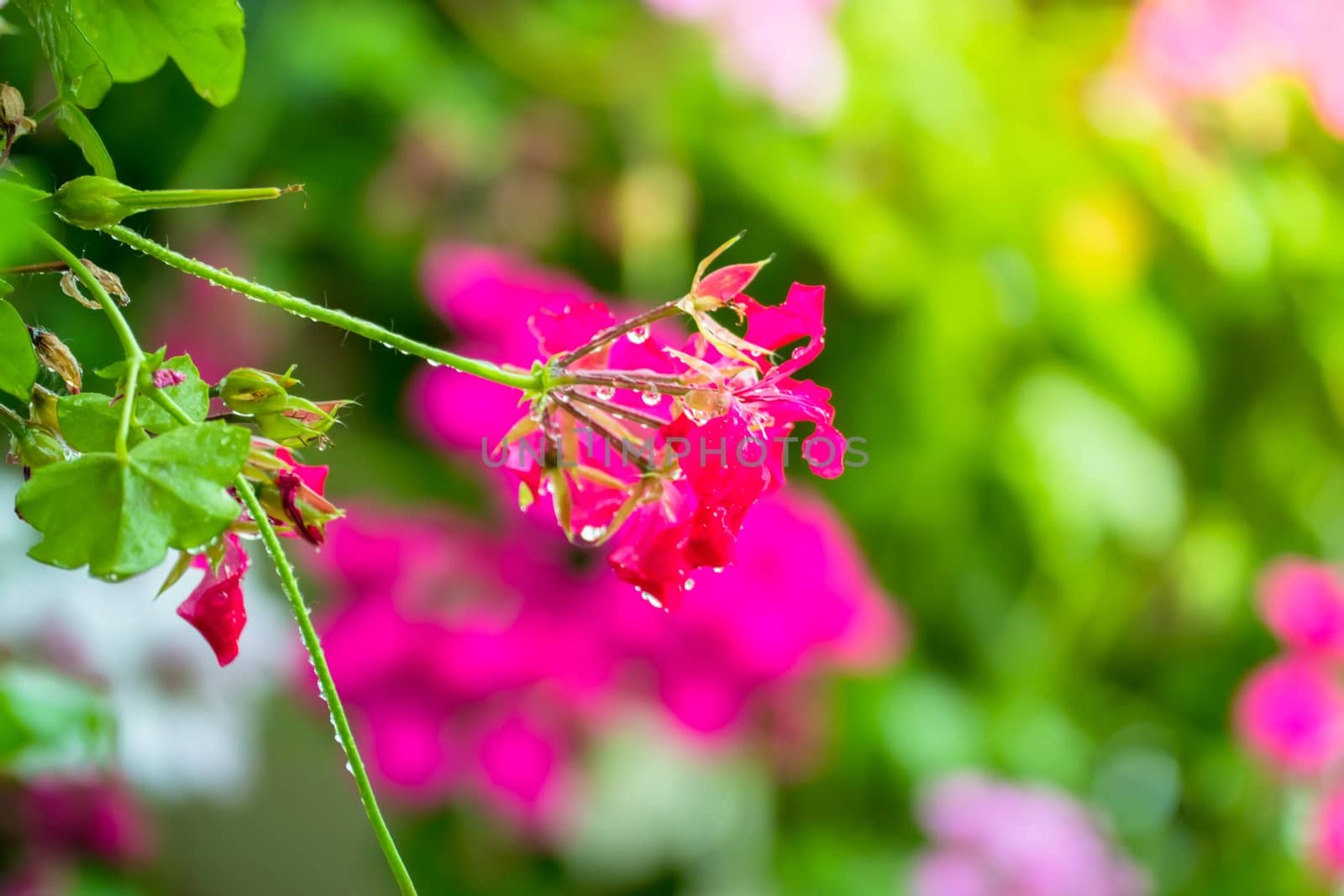 The background image of the colorful flowers by teerawit