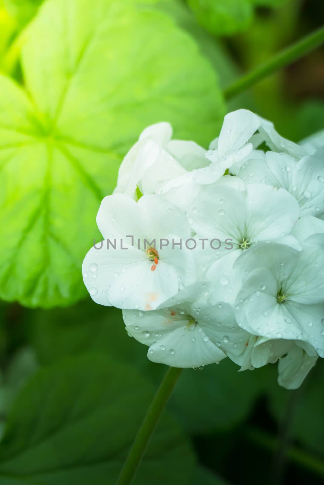 The background image of the colorful flowers by teerawit