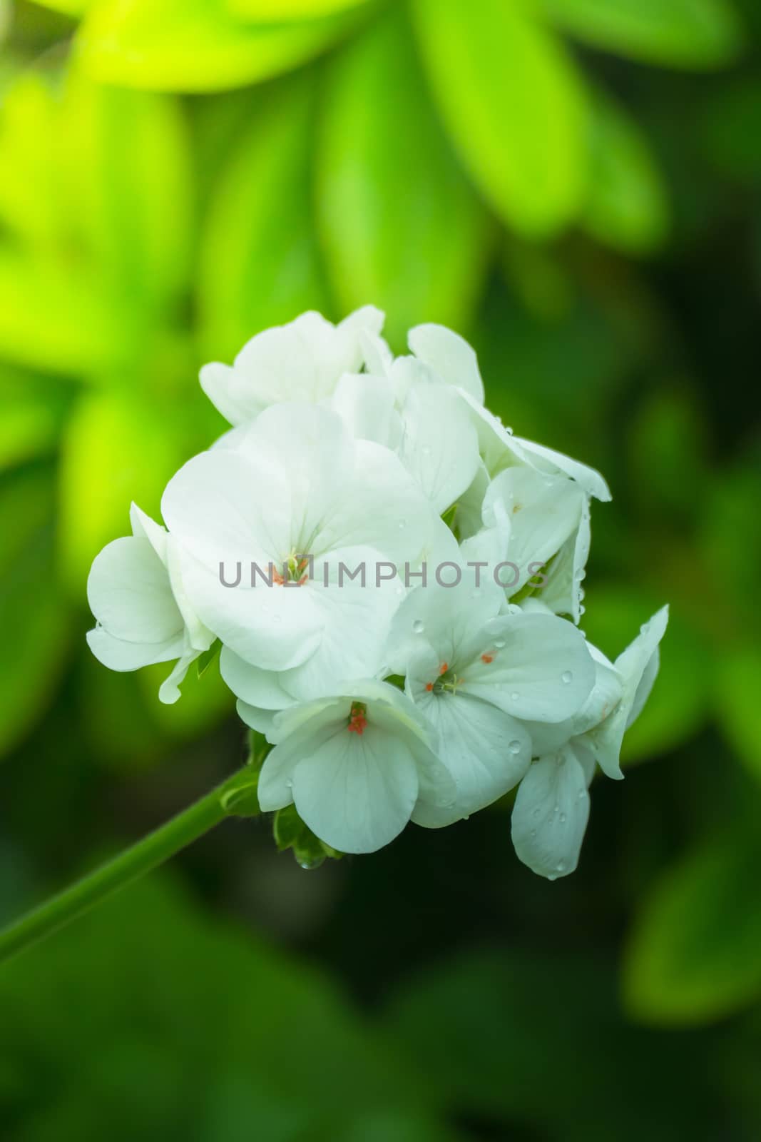 The background image of the colorful flowers, background nature