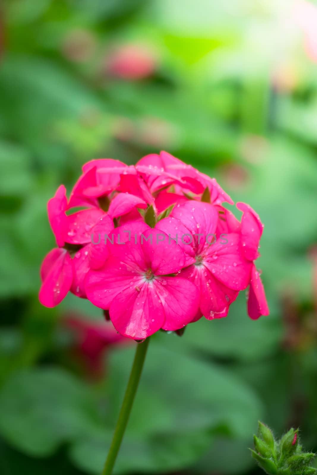 The background image of the colorful flowers by teerawit