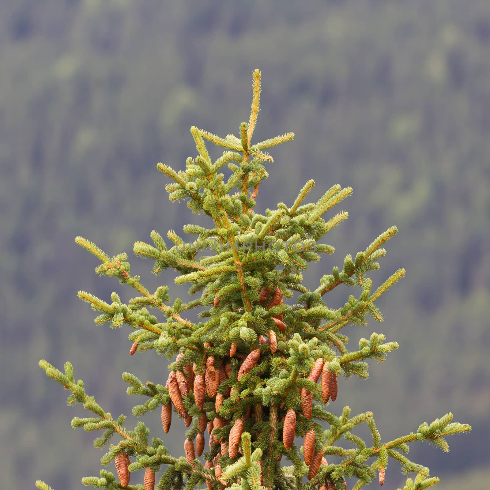 Cones on a pine branch by michaklootwijk