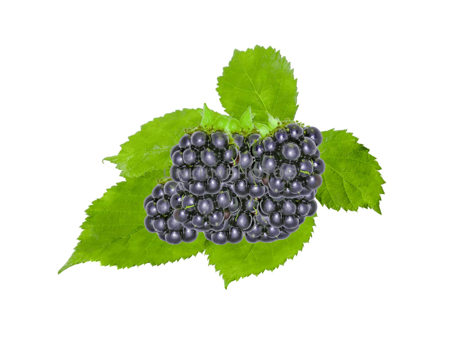 Blackberry With Green  Leaves on white Background