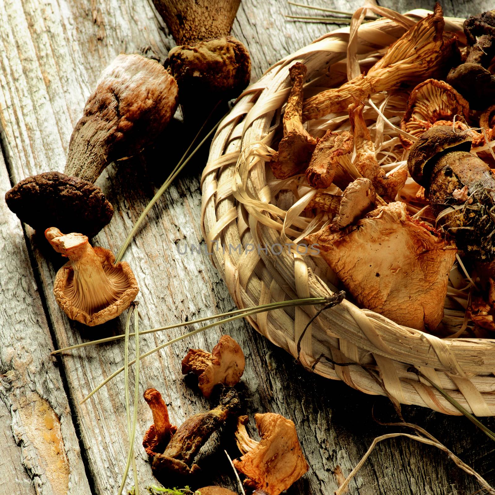 Forest Dried Mushrooms with Chanterelles, Porcini and Dry Stems in Wicker Scoop closeup Rustic Wooden background