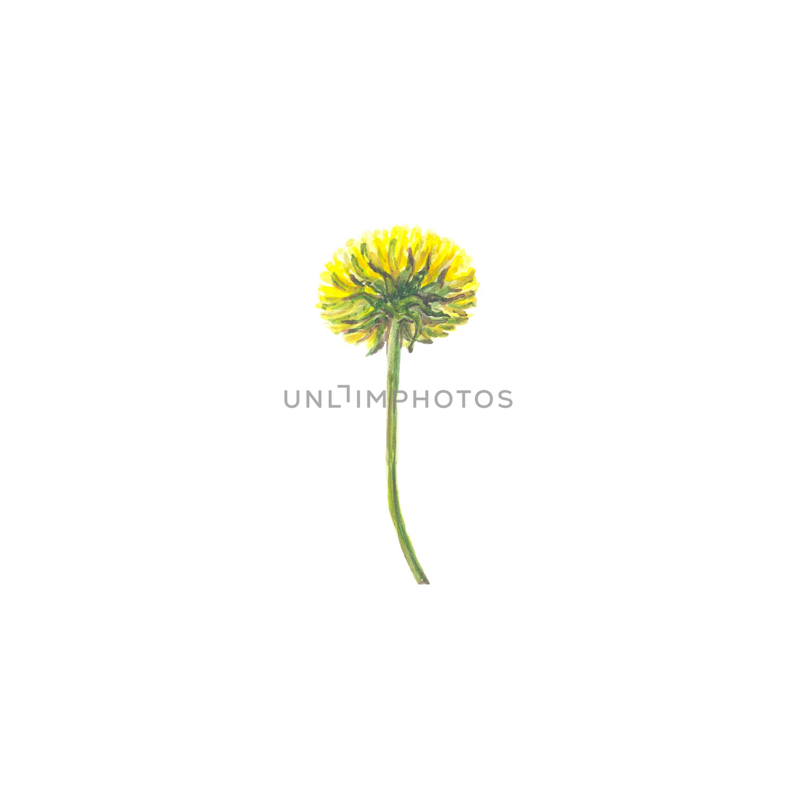 Bright watercolor flower with leaf isolated on easy for cut white background