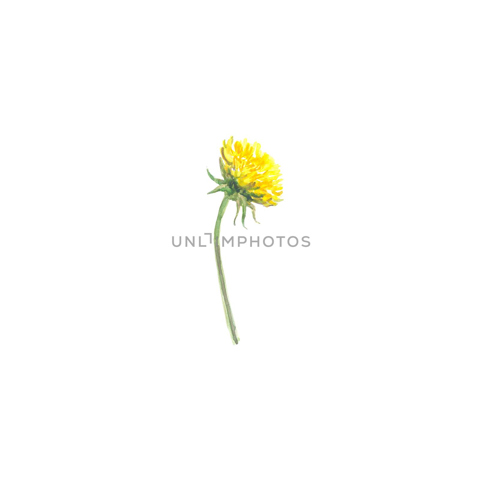 Bright watercolor flower with leaf isolated on white background by Softulka