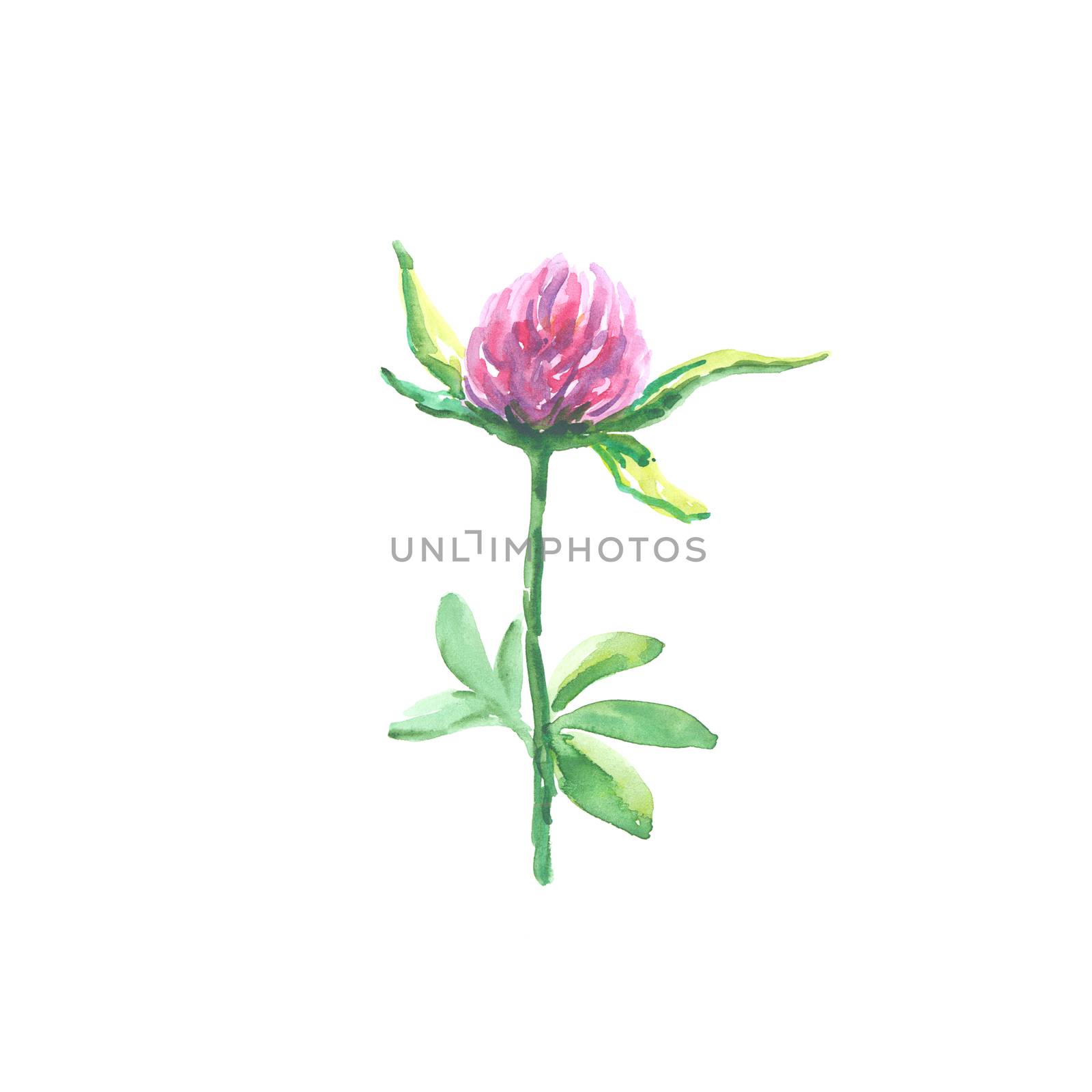 Bright watercolor flower with leaf isolated on easy for cut white background