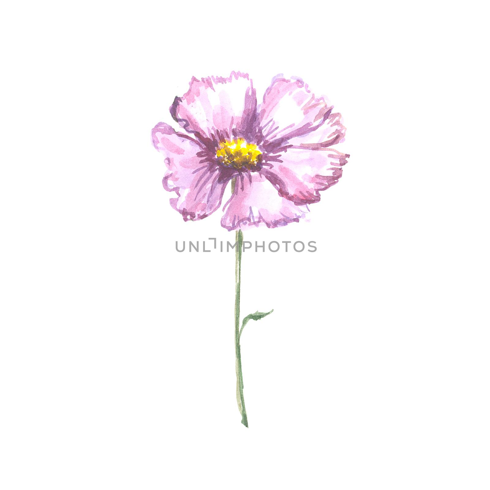 Bright watercolor flower with leaf isolated on white background by Softulka