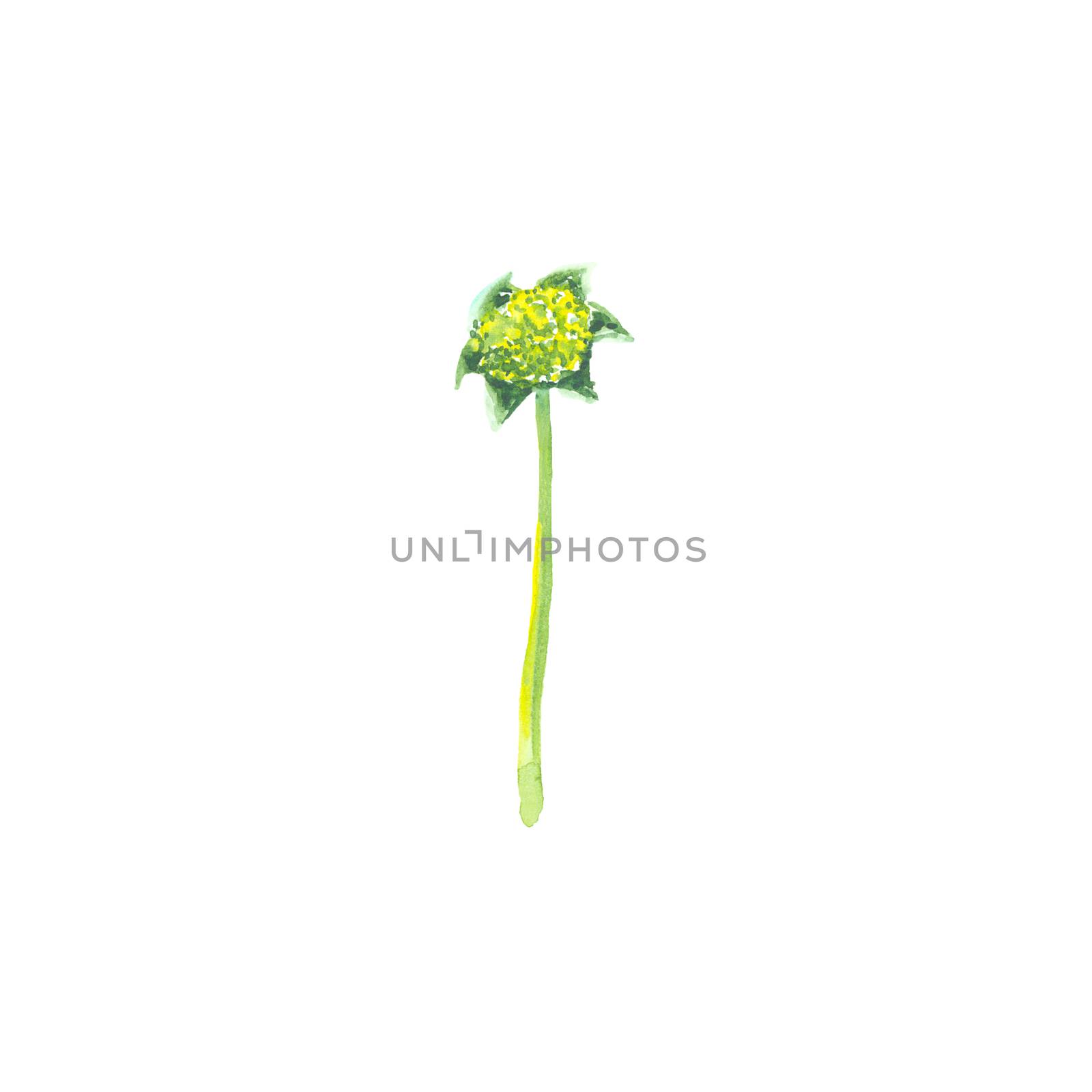 Bright watercolor flower with leaf isolated on easy for cut white background