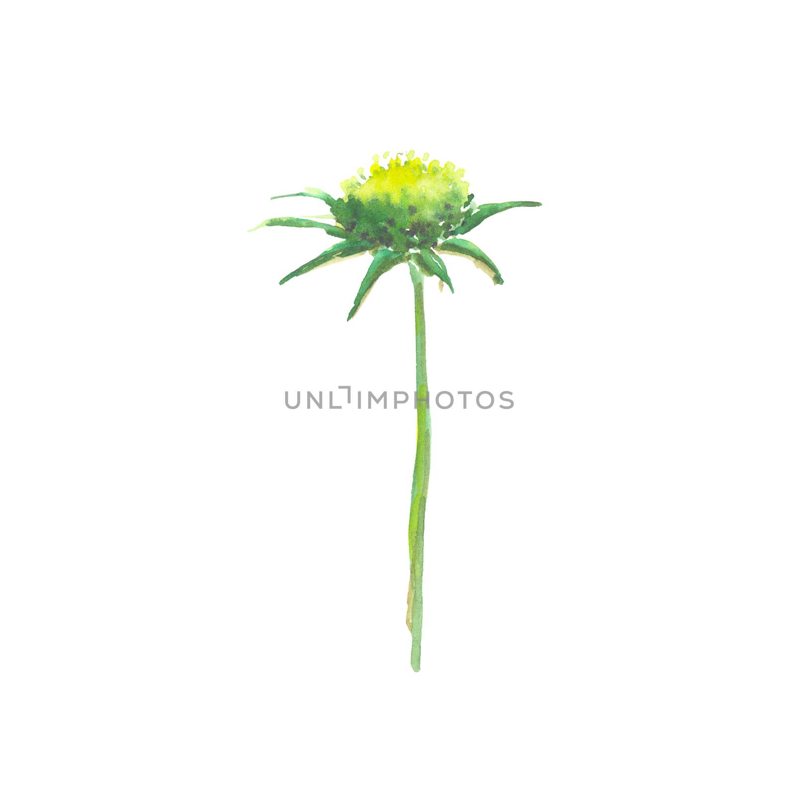 Bright watercolor flower with leaf isolated on easy for cut white background