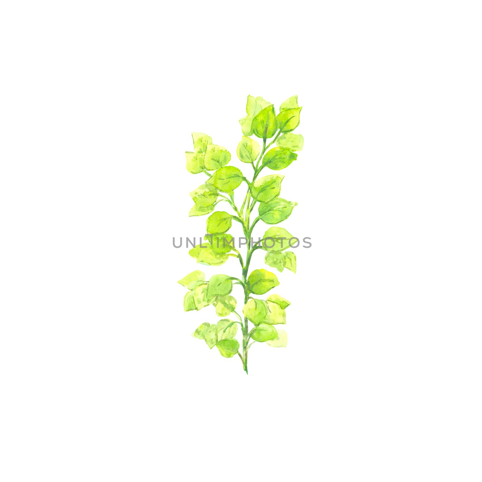 Bright watercolor leaf isolated on easy for cut white background