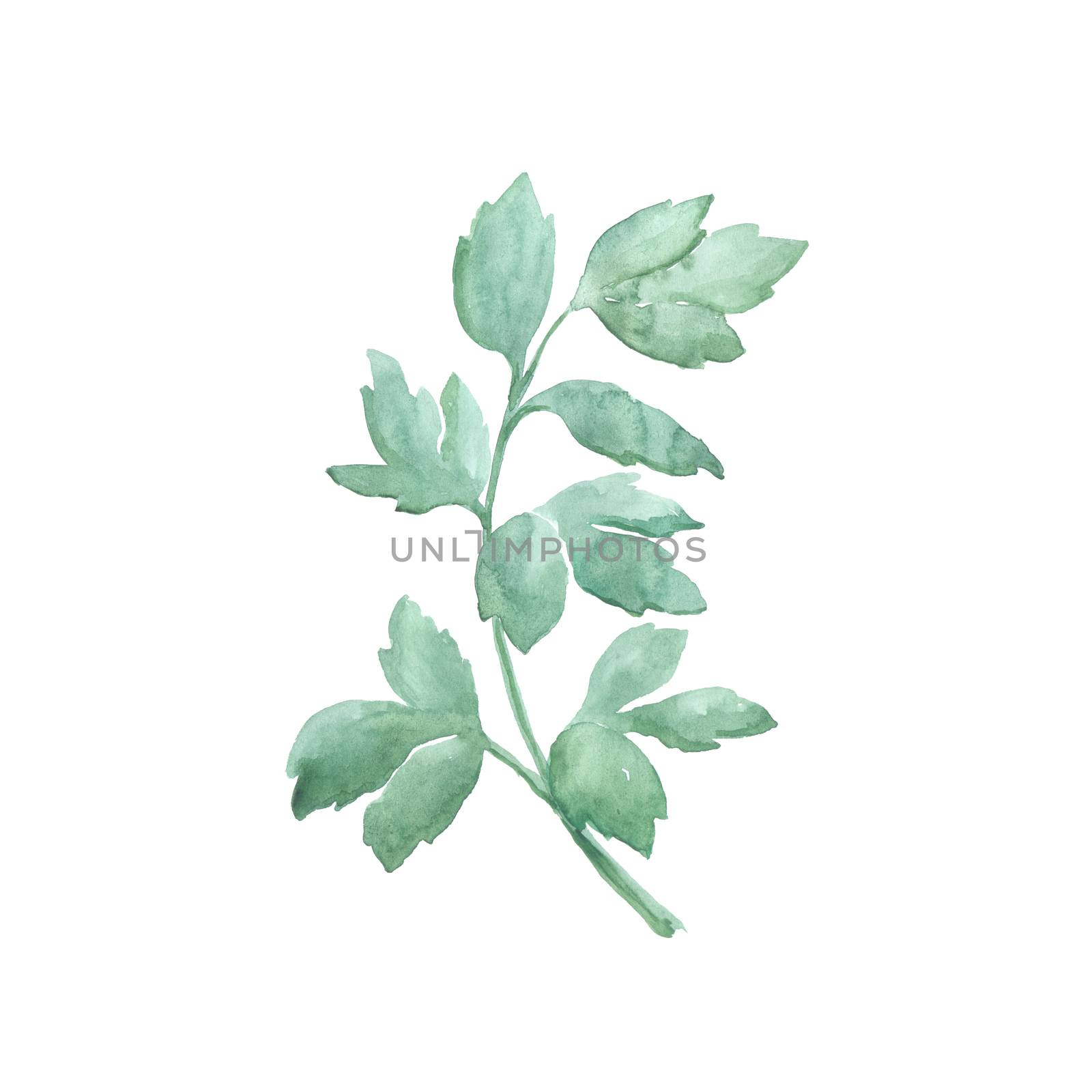 Bright watercolor leaf isolated on easy for cut white background