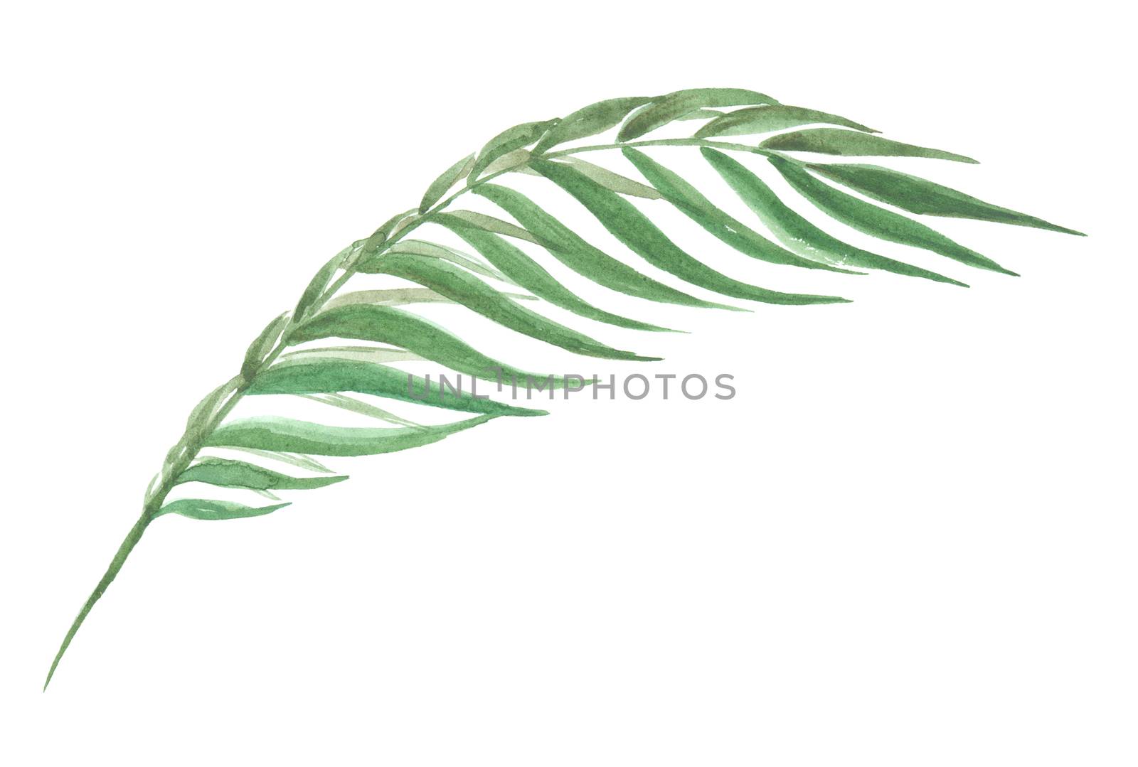 Bright watercolor leaf isolated on easy for cut white background