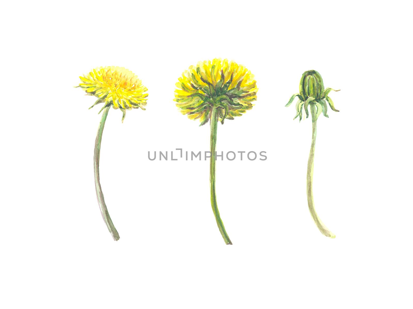 Bright watercolor flower with leaf isolated on easy for cut white background