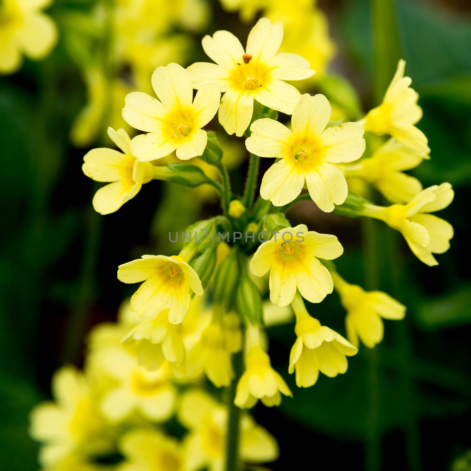 Close-Up Portrait of a blossoming true Oxlip by Friedemeier
