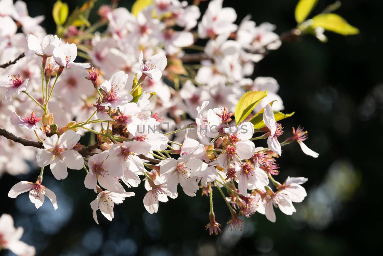 close-up portrait of the blossoming of a japanese flowering cherry, one of the first springtime blossoming plants in germany
