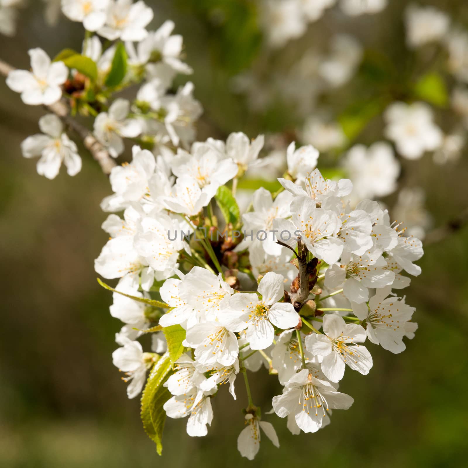 Close-Up portrait of blossoming wild cherry by Friedemeier