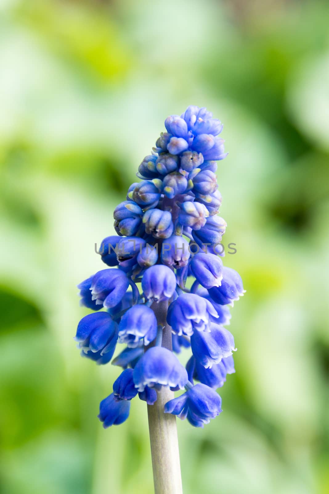 Close up Portrait of a blossoming blue spike by Friedemeier