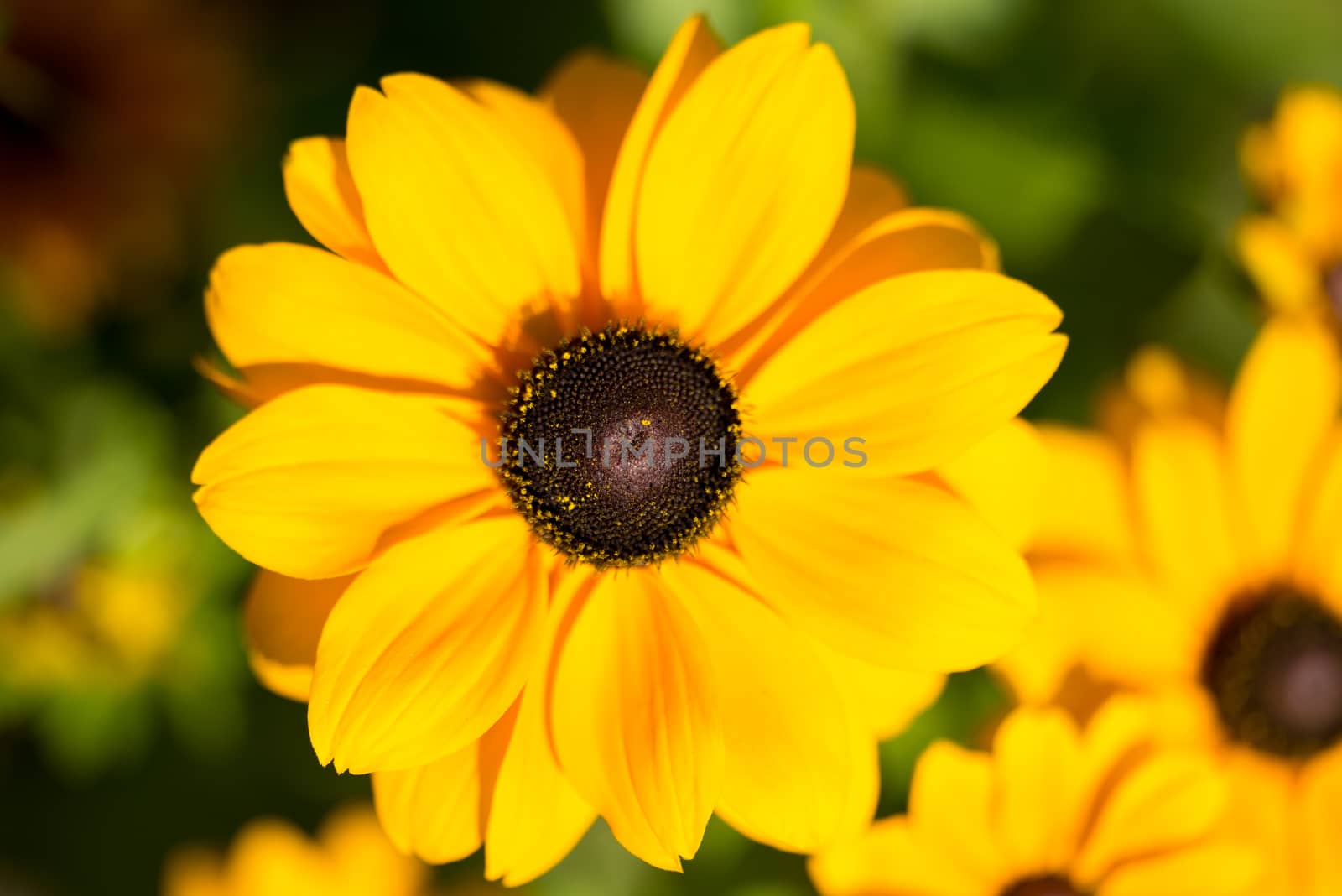 Close-up portrait of a yellow blossoming flower - summer flower seen in germany