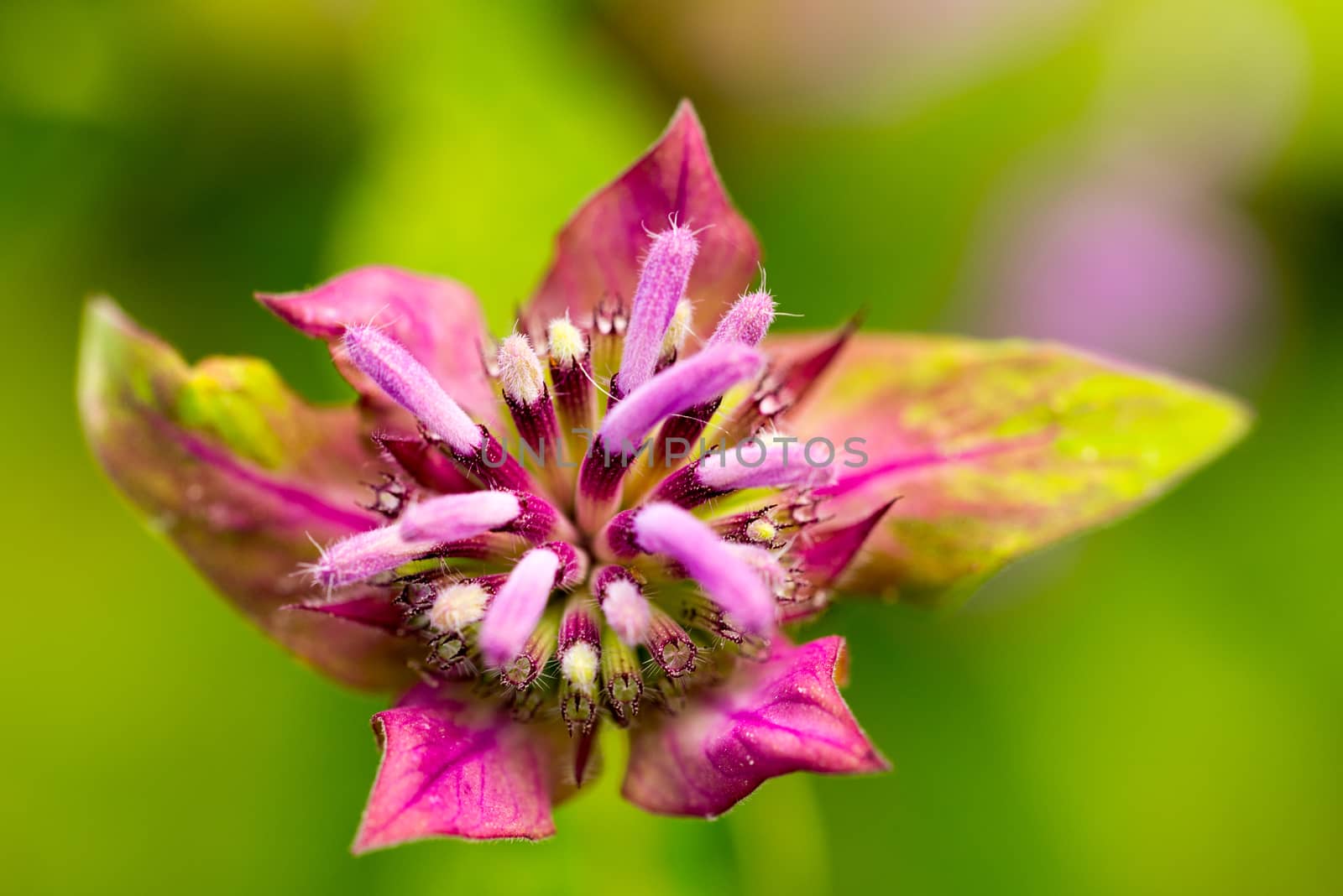 Close-up portrait of a scarlet beebalm - summer flower seen in germany