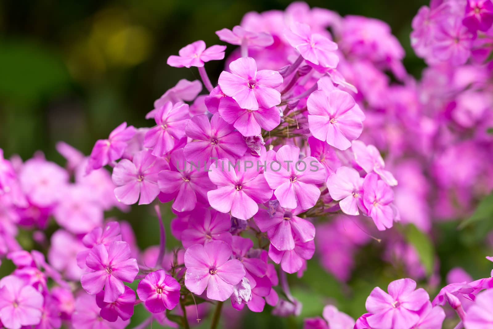 Close-up portrait of a blossoming phlox - summer flower seen in germany