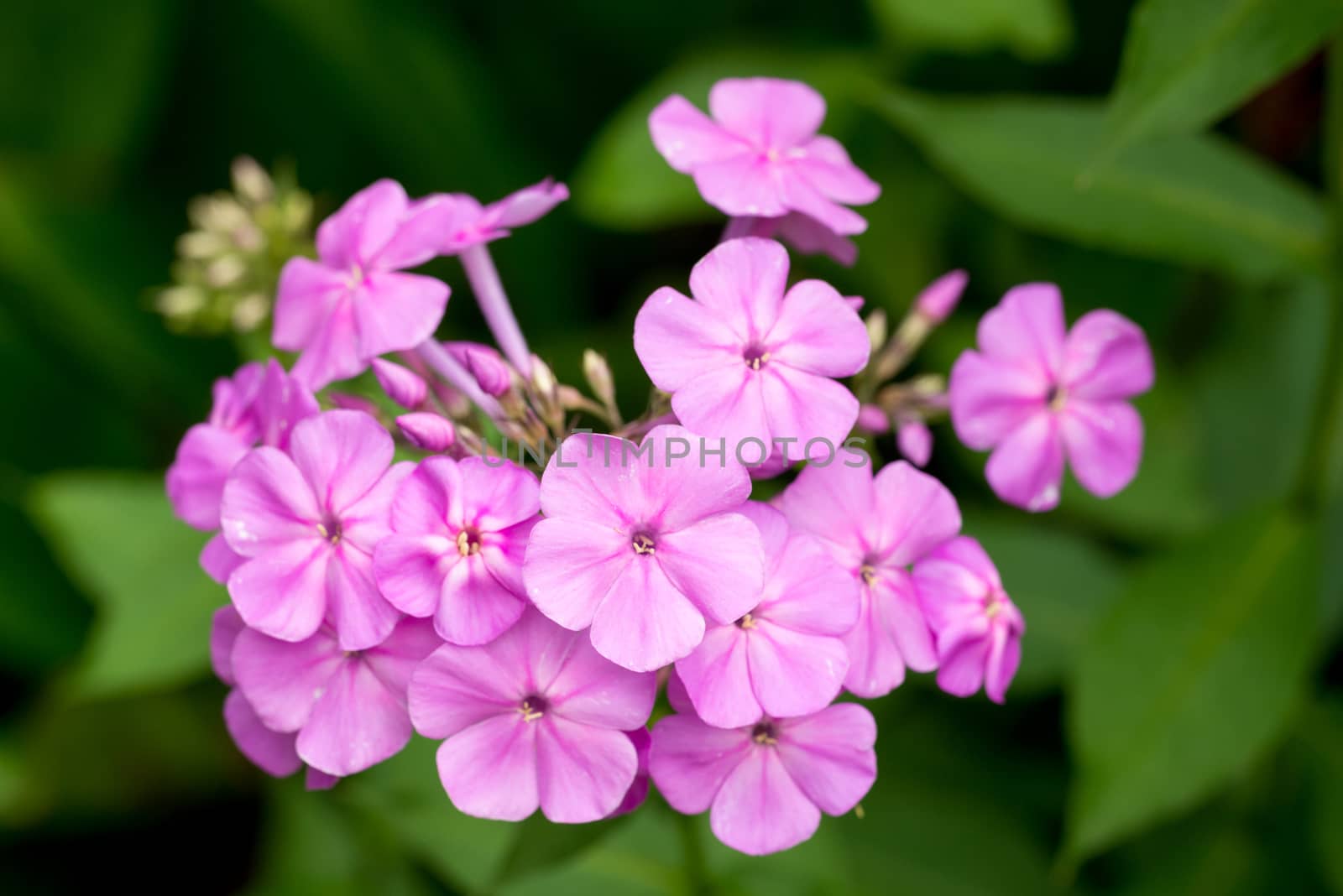 Close-up portrait of a blossoming phlox by Friedemeier